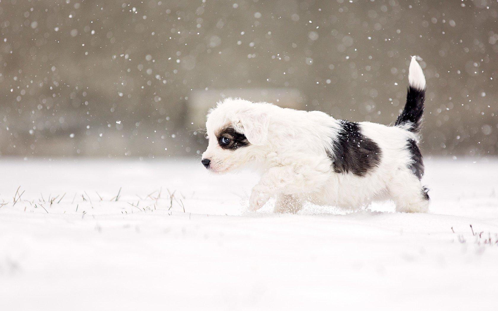 1680x1050 Puppy wallpaper 1680x1050 desktop background