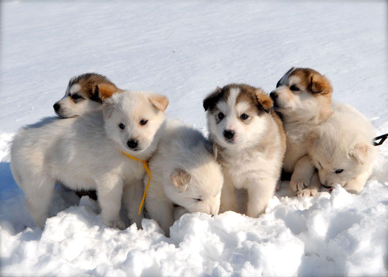 1280x915 Cute Siberian Husky Puppy Wallpaper