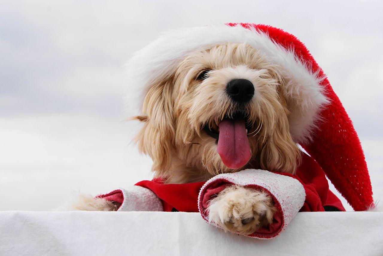 1280x856 Photos Maltese Bolognese dog Christmas Tongue Winter hat Animals