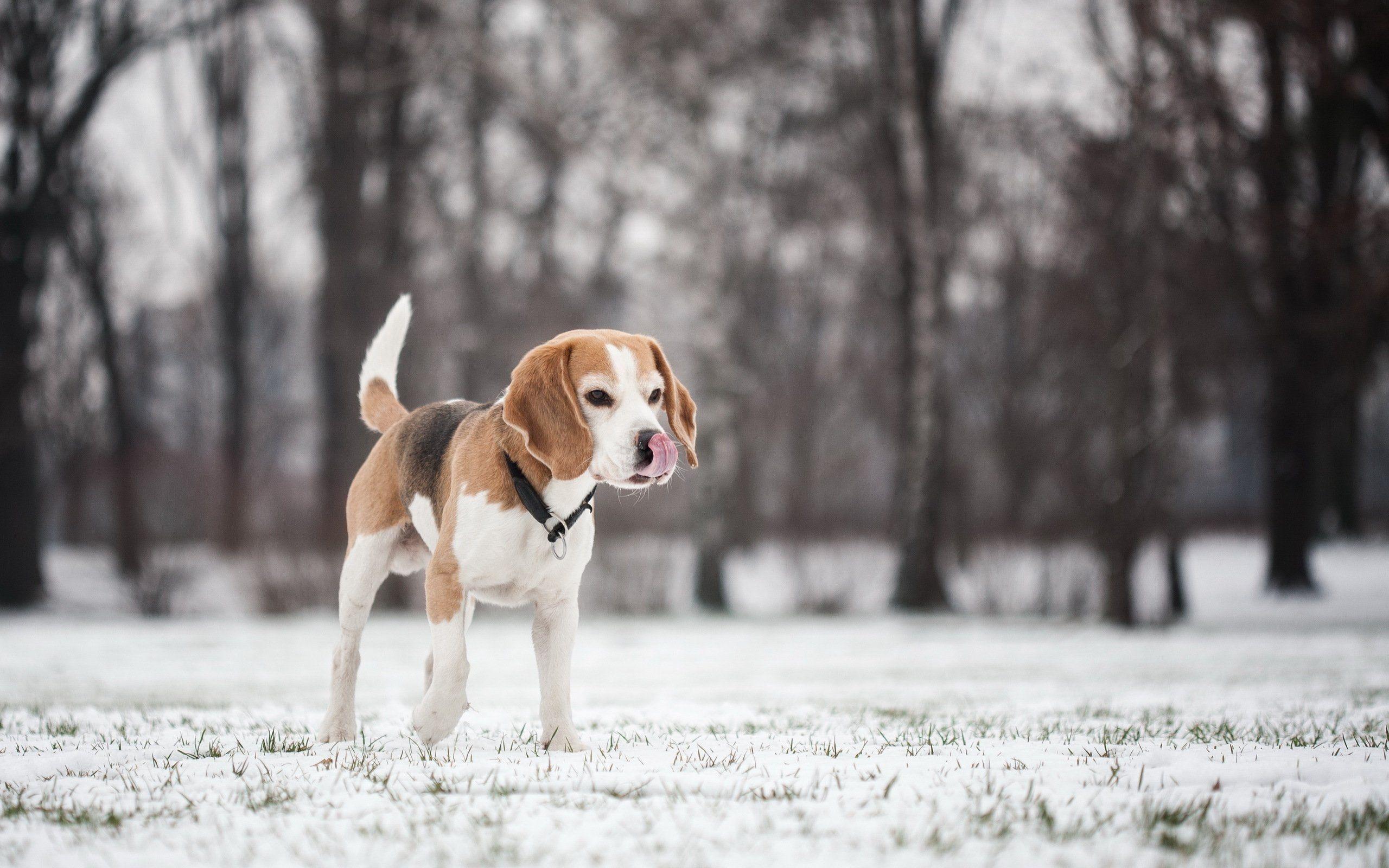 2560x1600 Dogs Beagle Snow Animals puppy winter wallpaperx1600