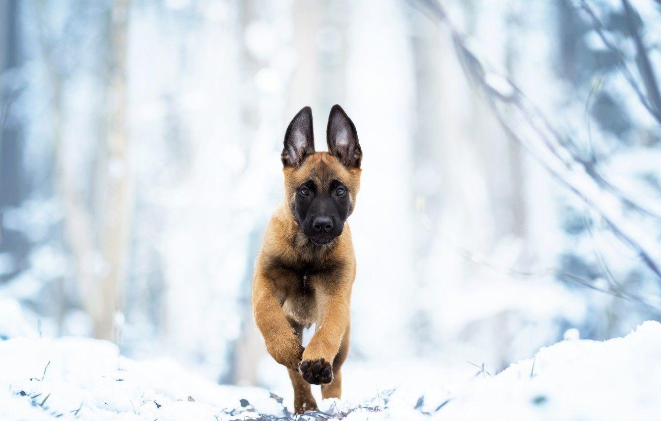 1332x850 Wallpaper winter, snow, dog, puppy, walk, Belgian Malinois