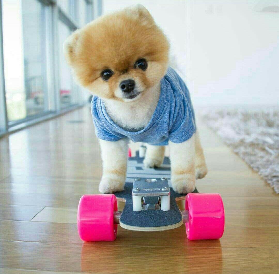 1080x1059 Cute Puppy Wallpaper Jiffpom, HD Wallpaper