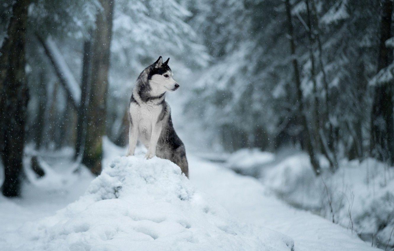 1332x850 Wallpaper winter, snow, nature, dog, the snow, Husky image