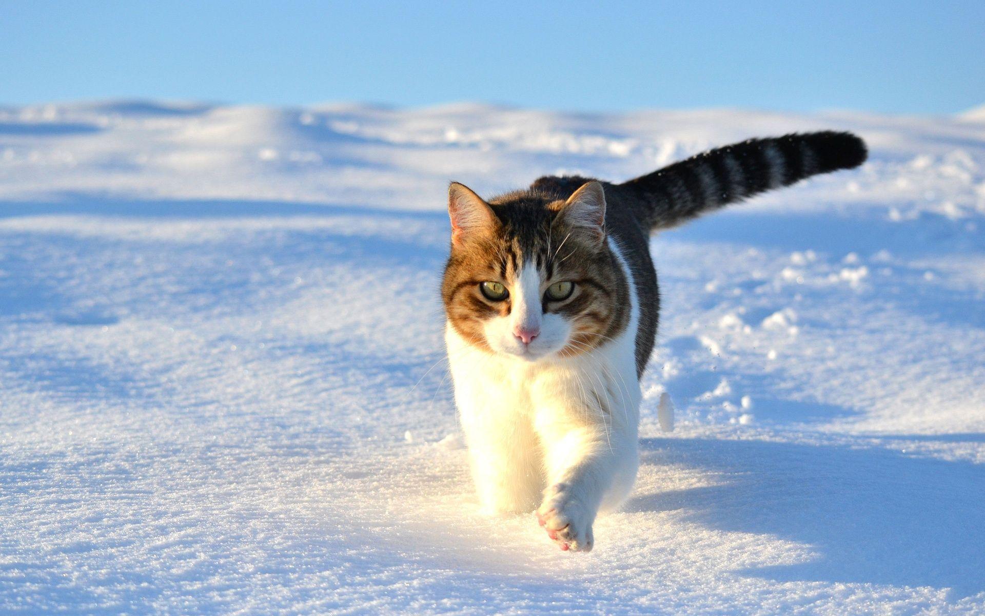 Winter Cat Wallpapers - Top Free Winter Cat Backgrounds - WallpaperAccess