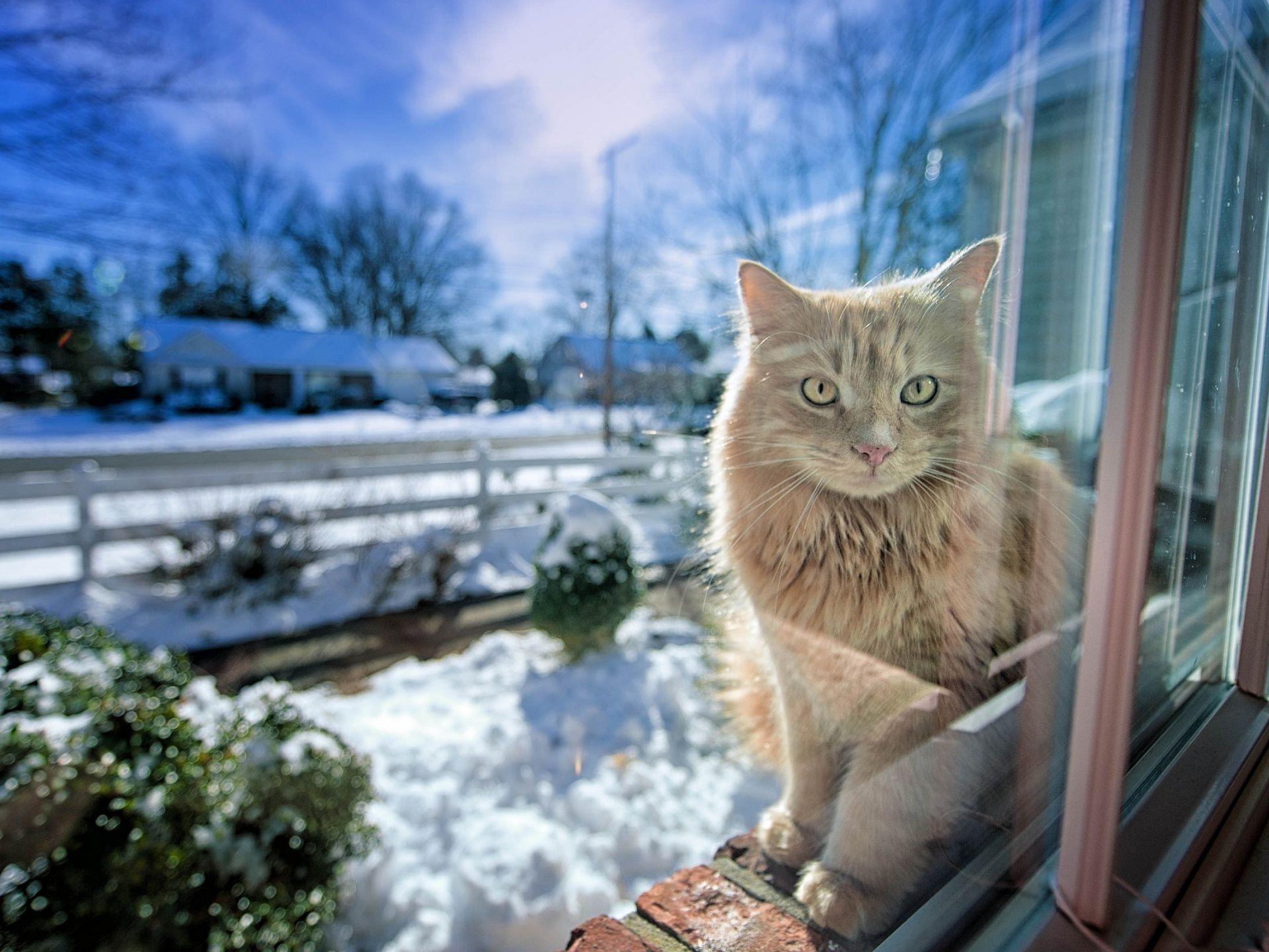 Winter Cat Wallpapers - Top Free Winter Cat Backgrounds - WallpaperAccess