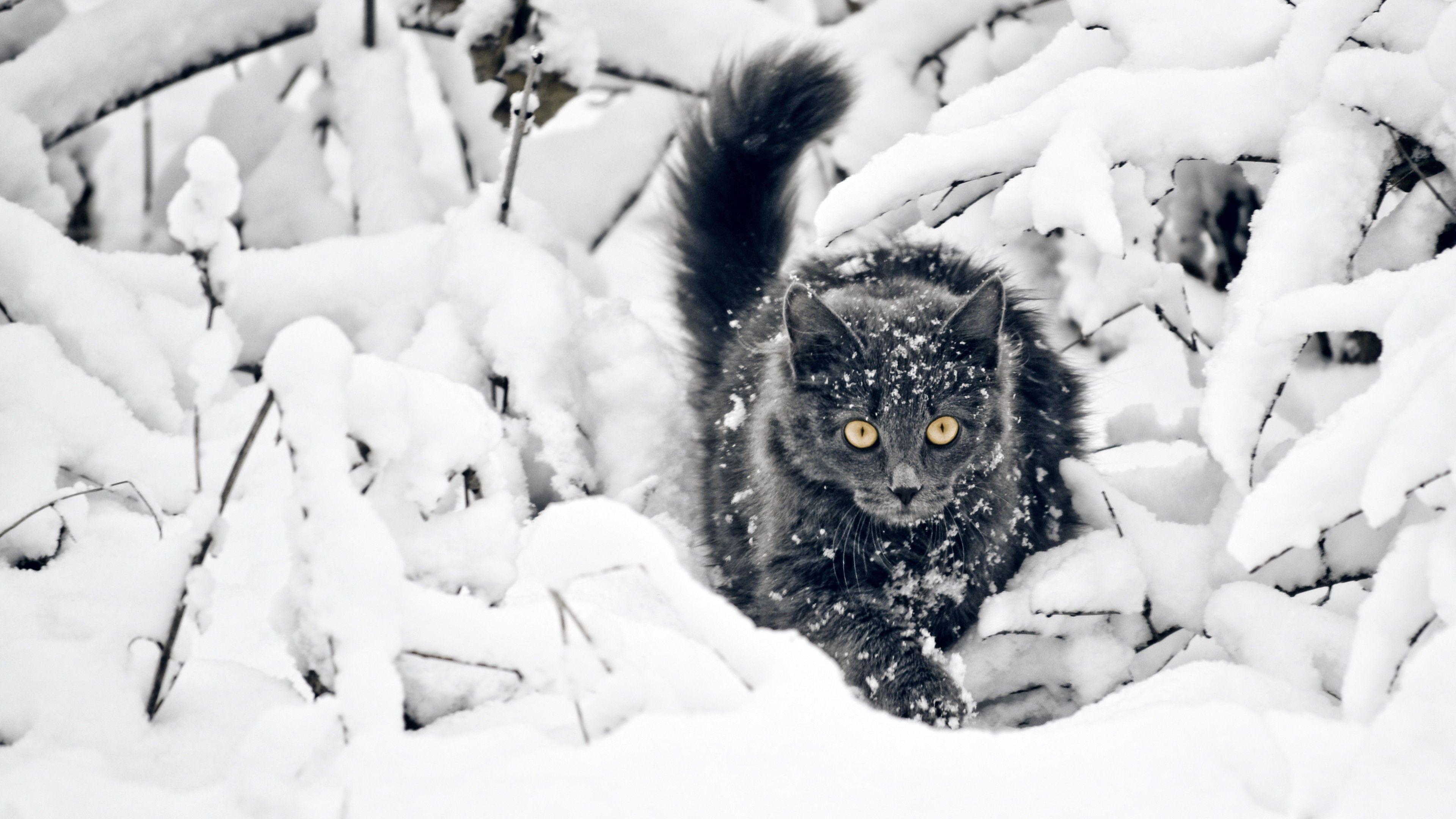 Winter Cat Wallpapers - Top Free Winter Cat Backgrounds - WallpaperAccess