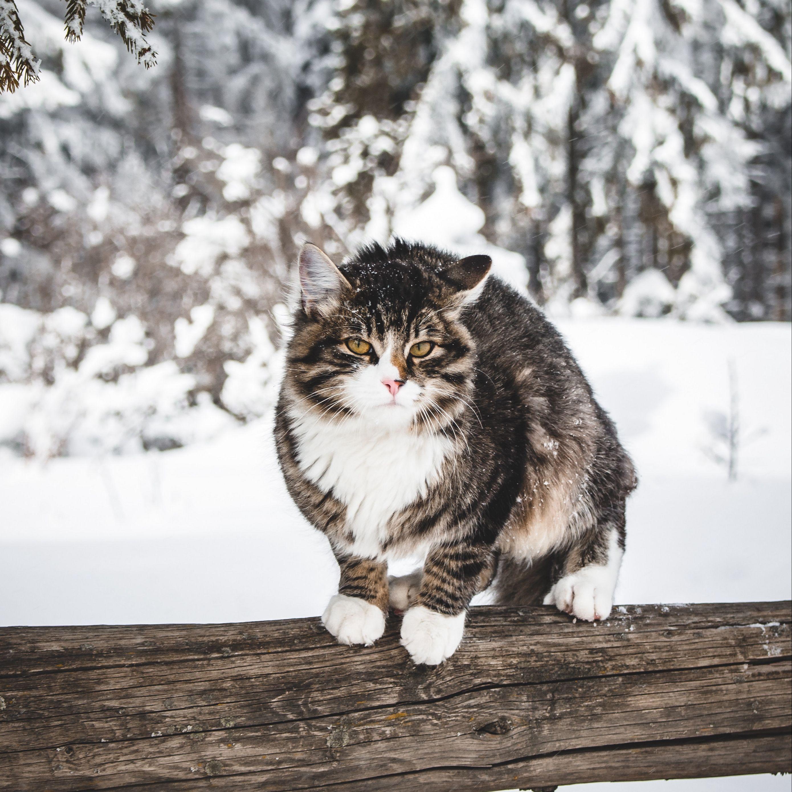 Winter Cat Wallpapers Top Free Winter Cat Backgrounds WallpaperAccess