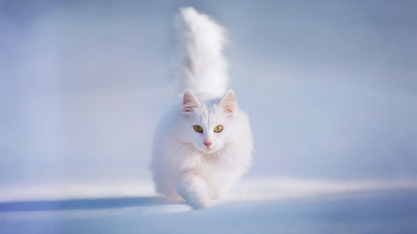 1366x768 Wallpaper White Fluffy Cat, Yellow Eyes, Snow, Winter