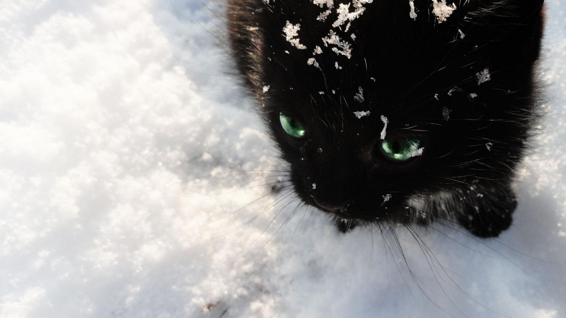 Winter Cat Wallpapers Top Free Winter Cat Backgrounds WallpaperAccess