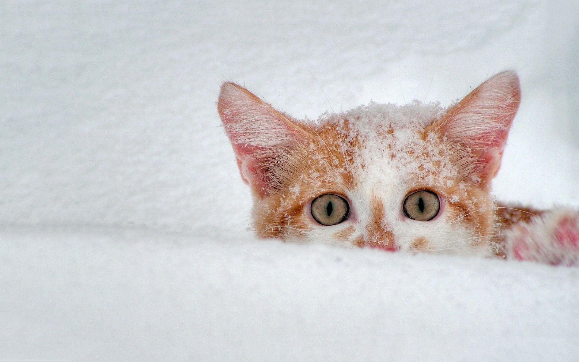 1920x1200 Scary Cats Wallpaper