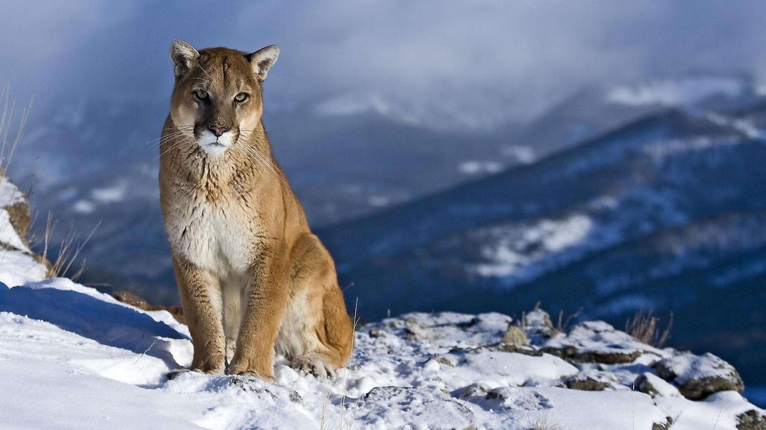 2560x1440 Pumas Wallpaper