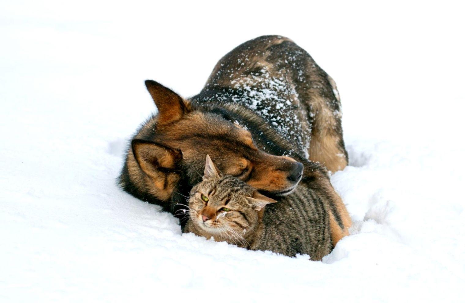 1520x993 Dog Friend Winter HD Wallpaper