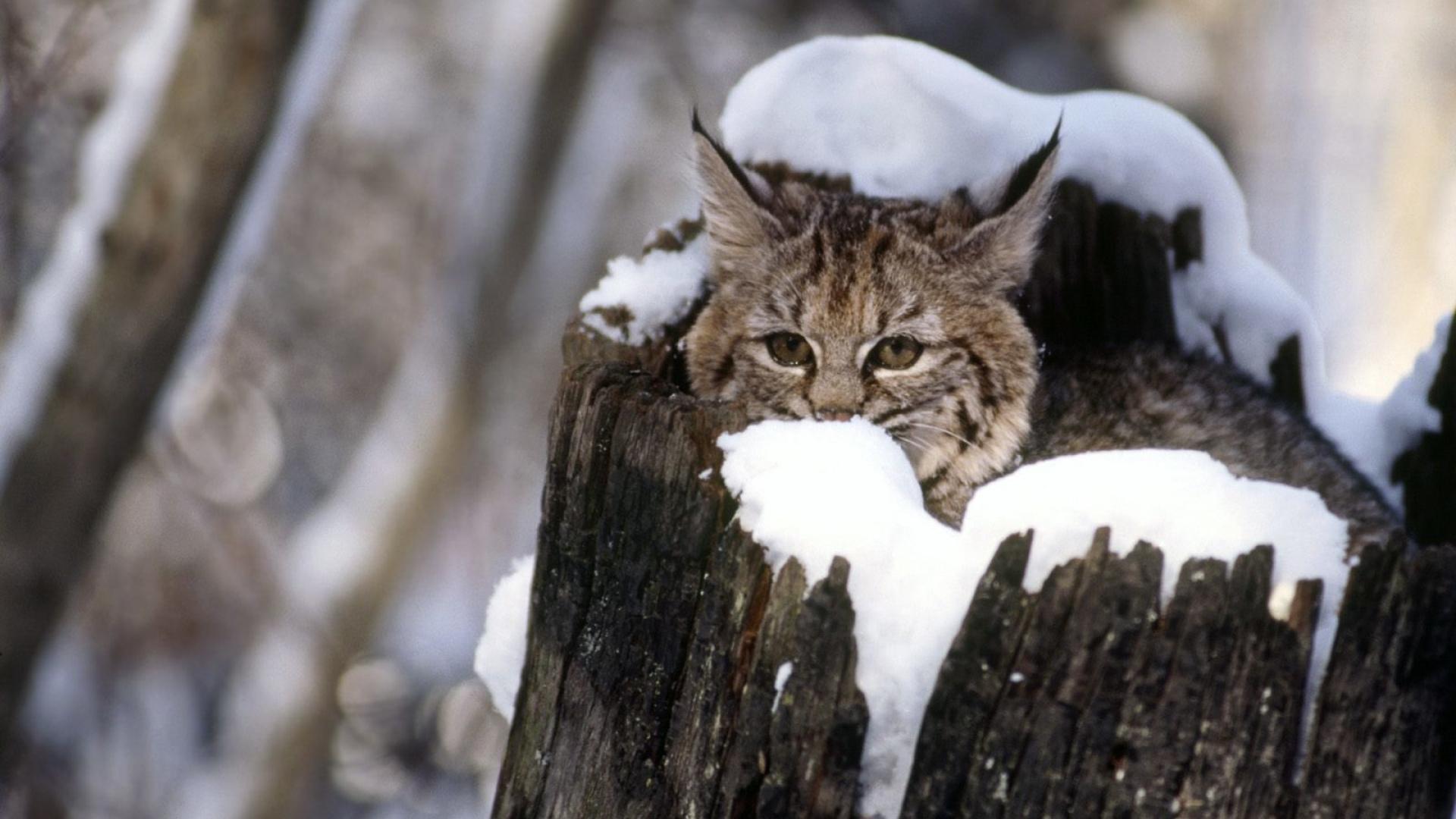 1920x1080 Cat Wallpaper for Android