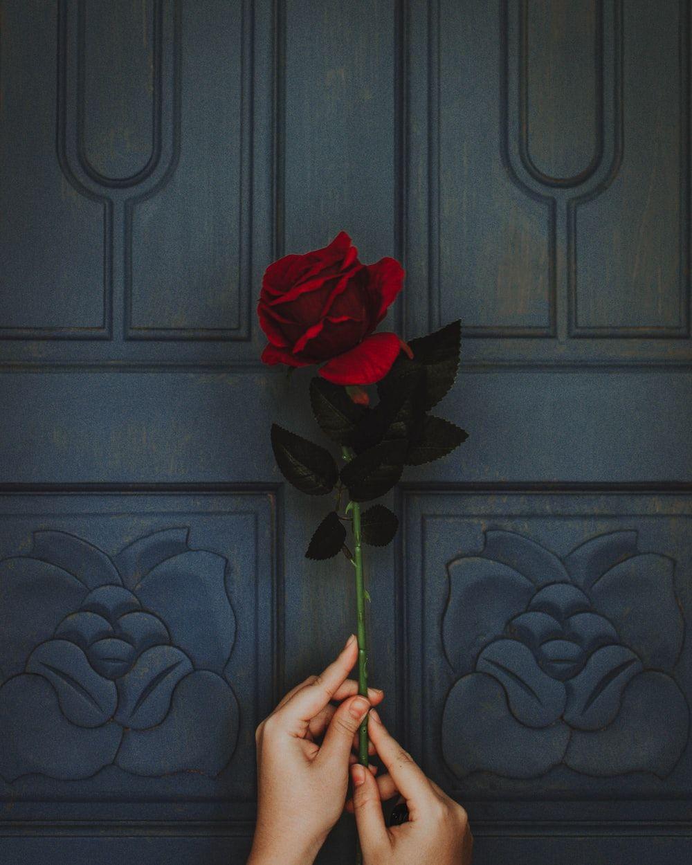 1000x1250 photo of person holding red rose flower photo