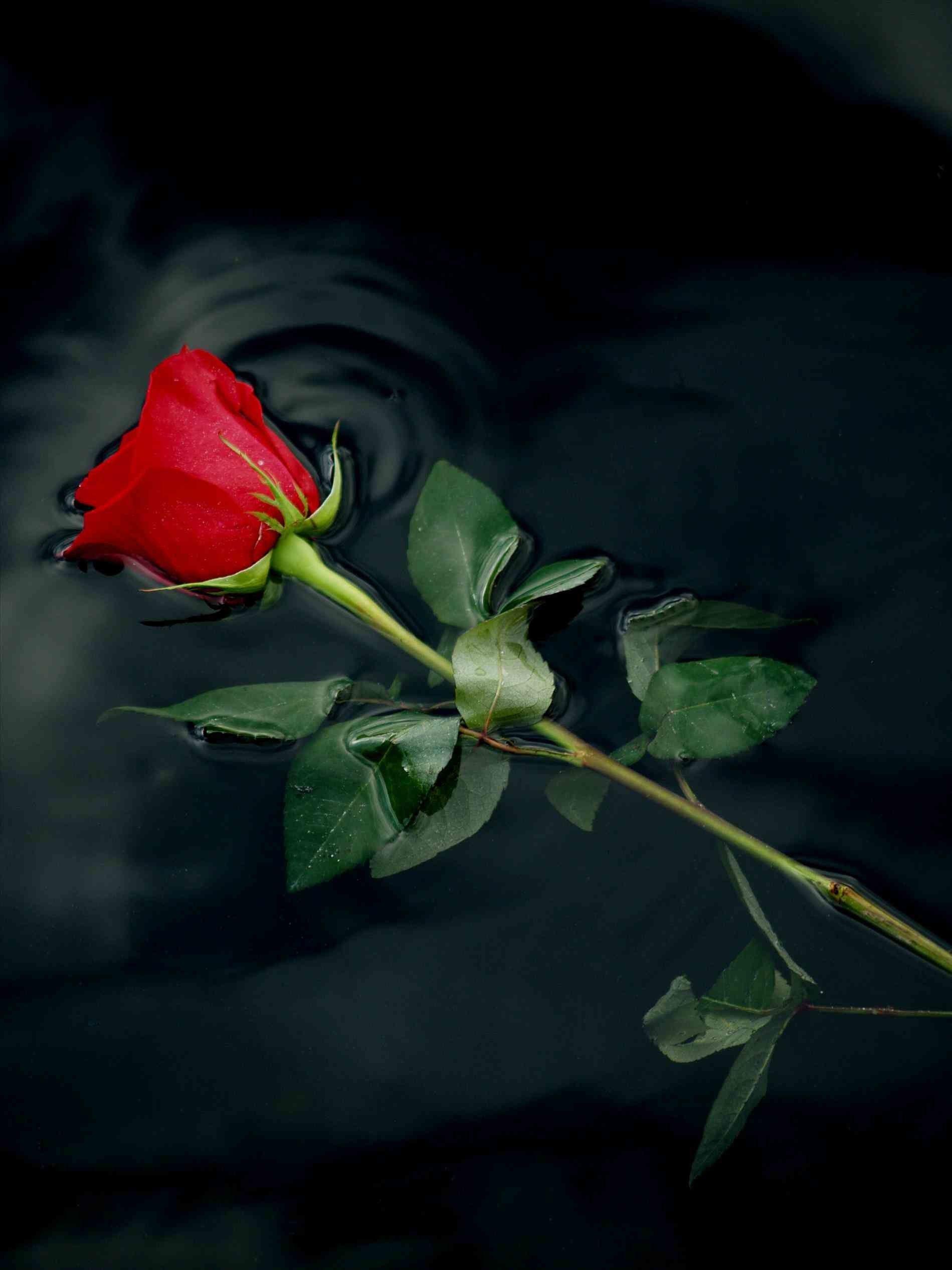 Red Rose Wallpapers Top Free Red Rose Backgrounds Wallpaperaccess