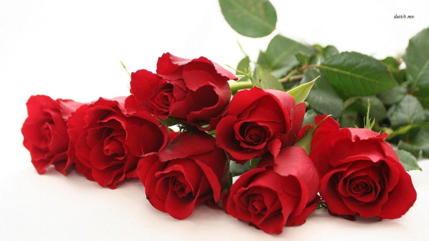 1366x768 Free download Red roses wallpaper Flower wallpaper 7324