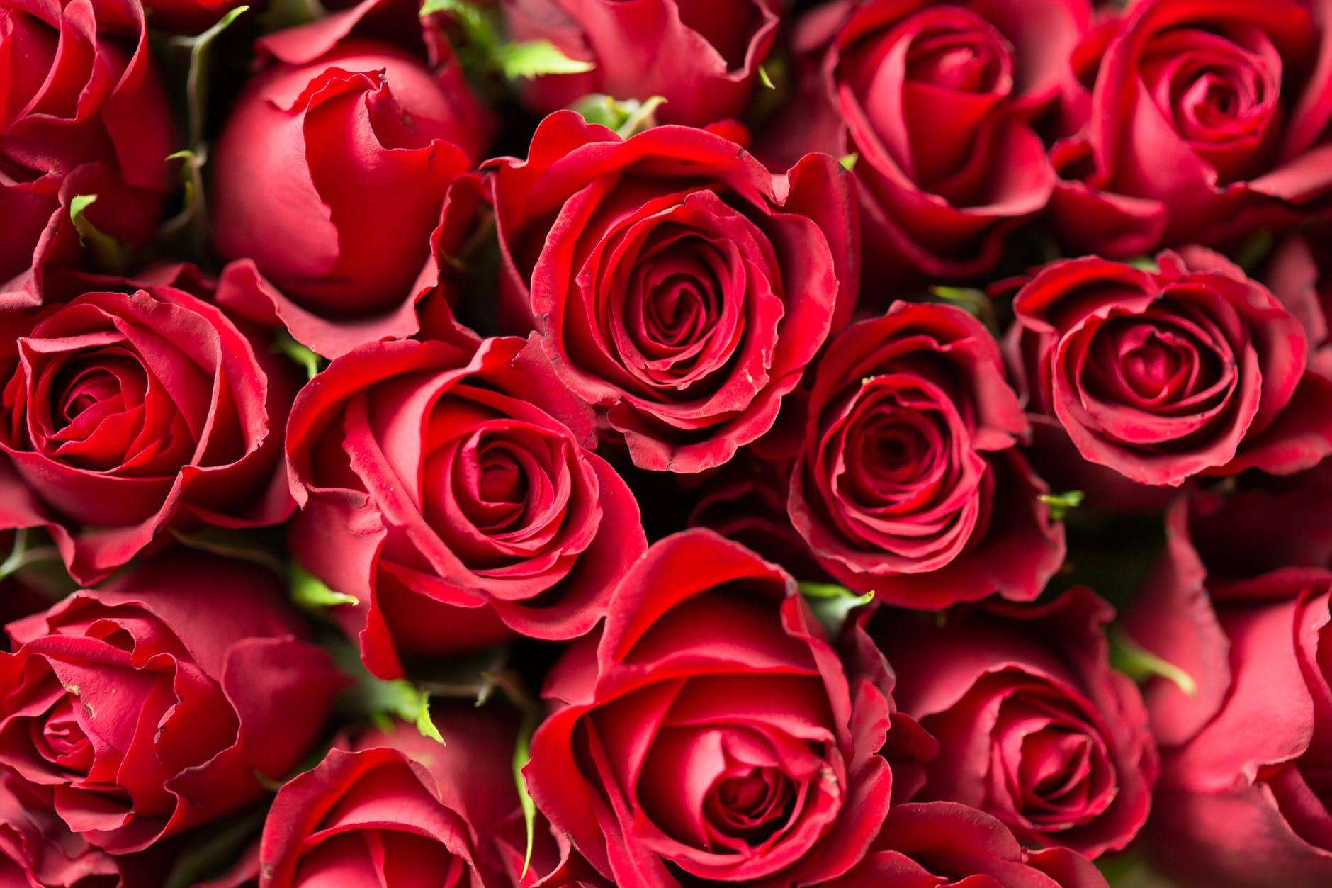 1880x1253 Red Roses Wallpaper, Nice Red Roses, 1880x1253