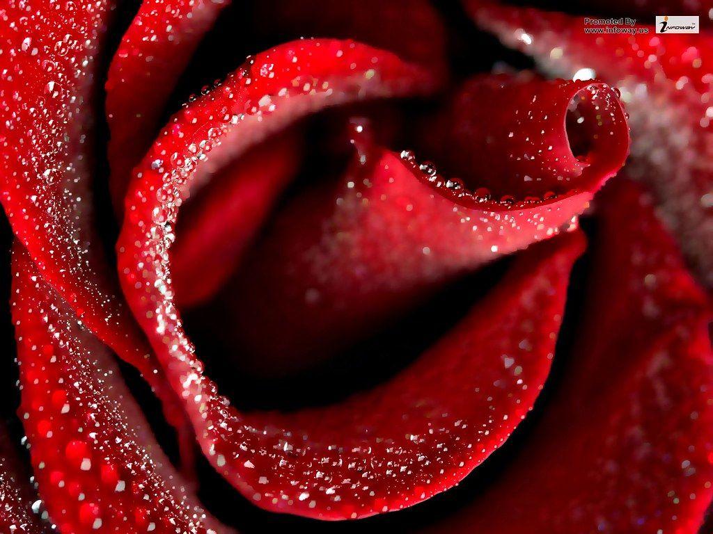 1024x768 Red rose wallpaper. Red rose wallpaper. Billi Bouden
