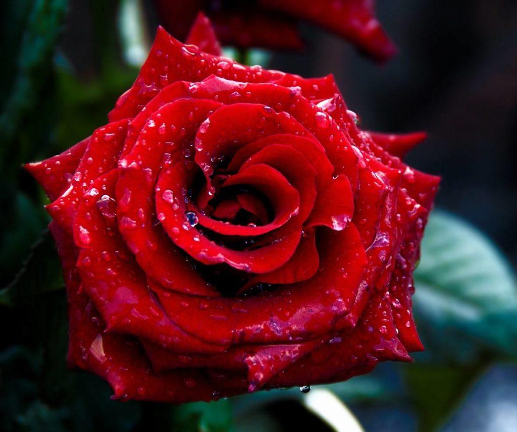 1024x856 Red Rose Wallpaper HD Rose Image HD Downloading