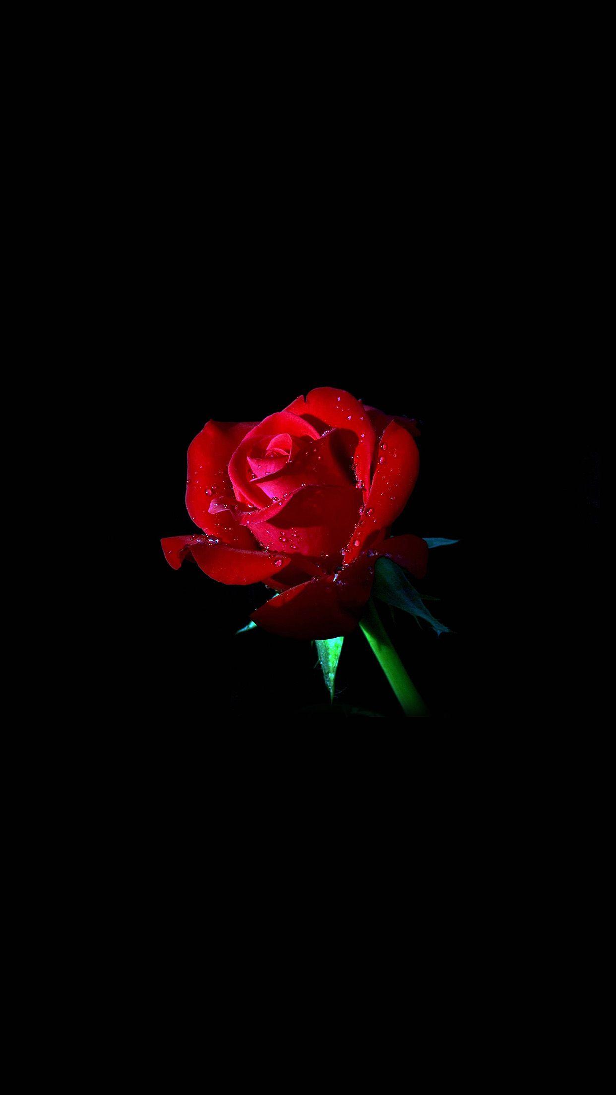 1242x2208 iPhone7papers rose dark flower nature