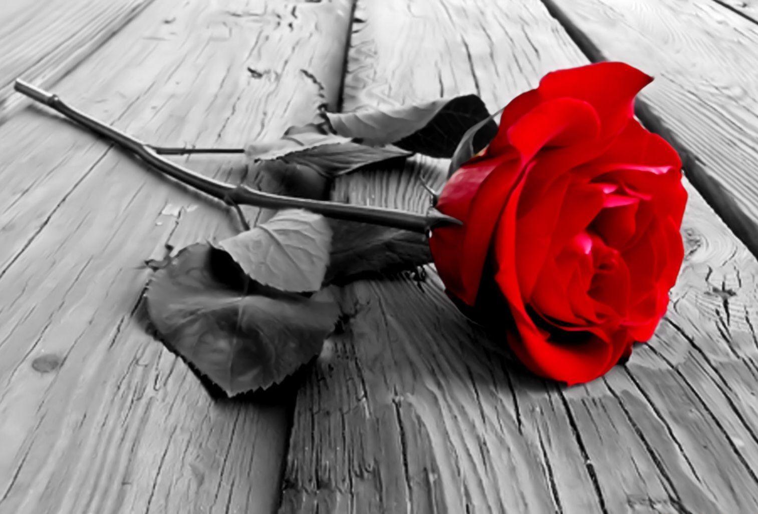Red Rose Wallpapers Top Free Red Rose Backgrounds Wallpaperaccess
