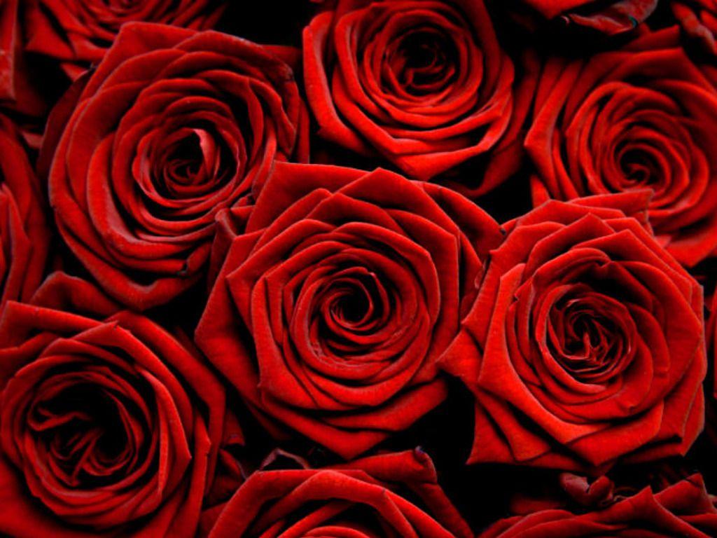 1024x768 Rose wallpaperx768