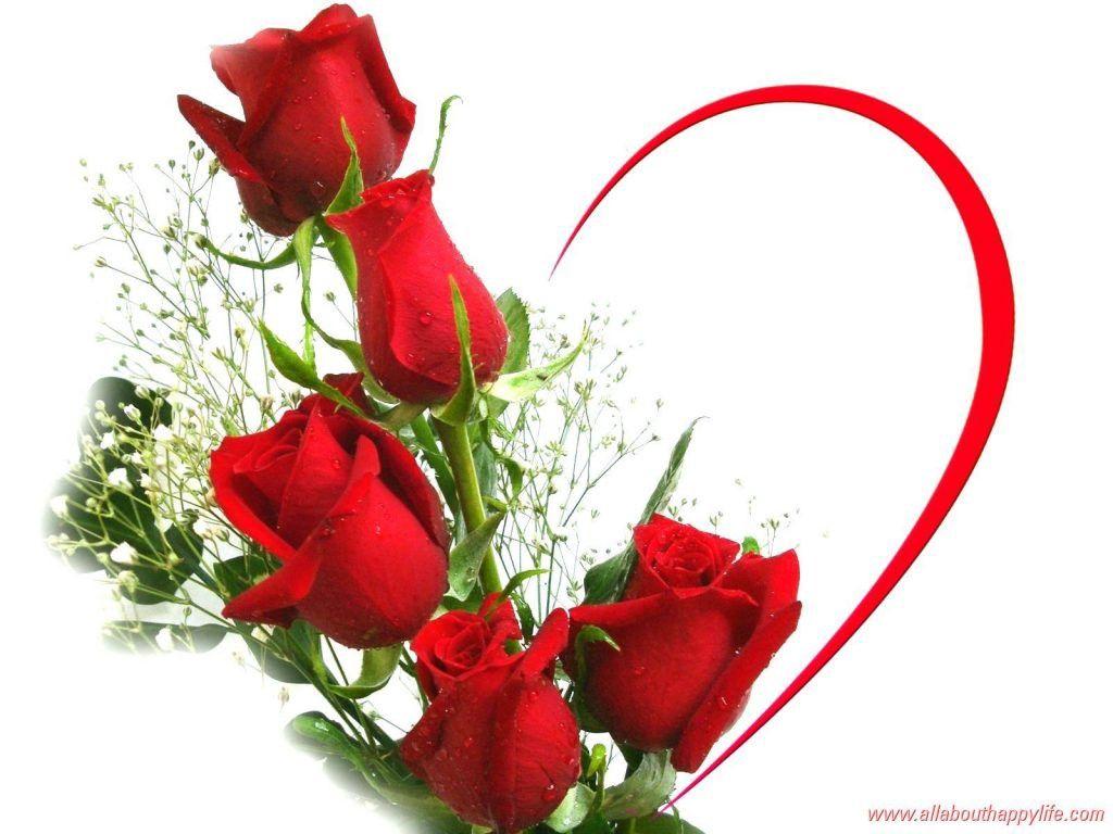 1024x768 Best Red Rose Wallpaper Of 2017 For Desktop & Mobile