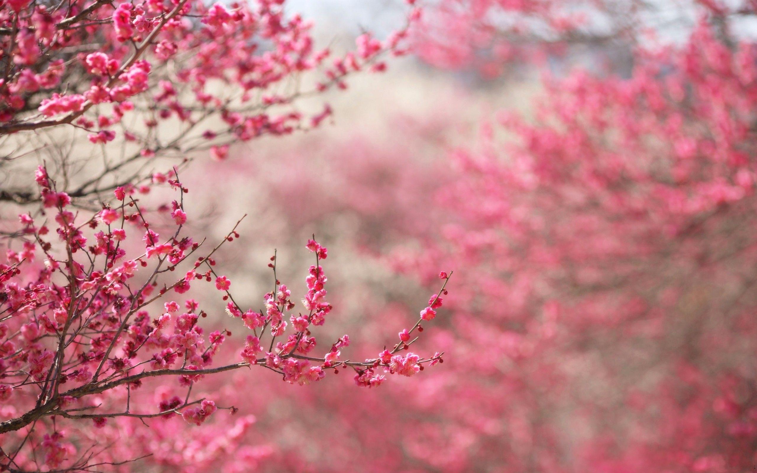 Pink Cherry Blossom Tree Wallpapers - Top Free Pink Cherry Blossom Tree  Backgrounds - WallpaperAccess