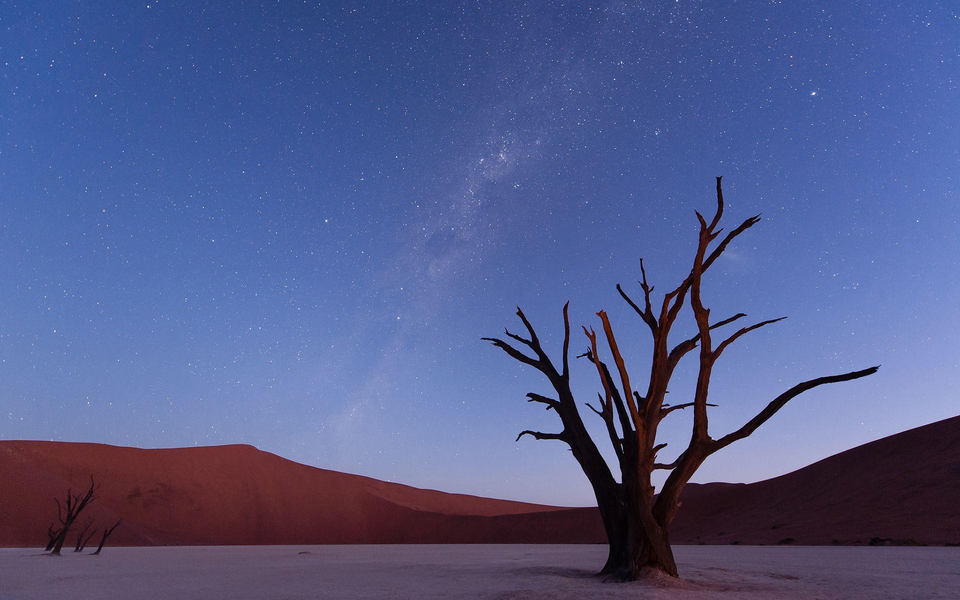 1920x1200 Stars Tree desert sky wallpaperx1200