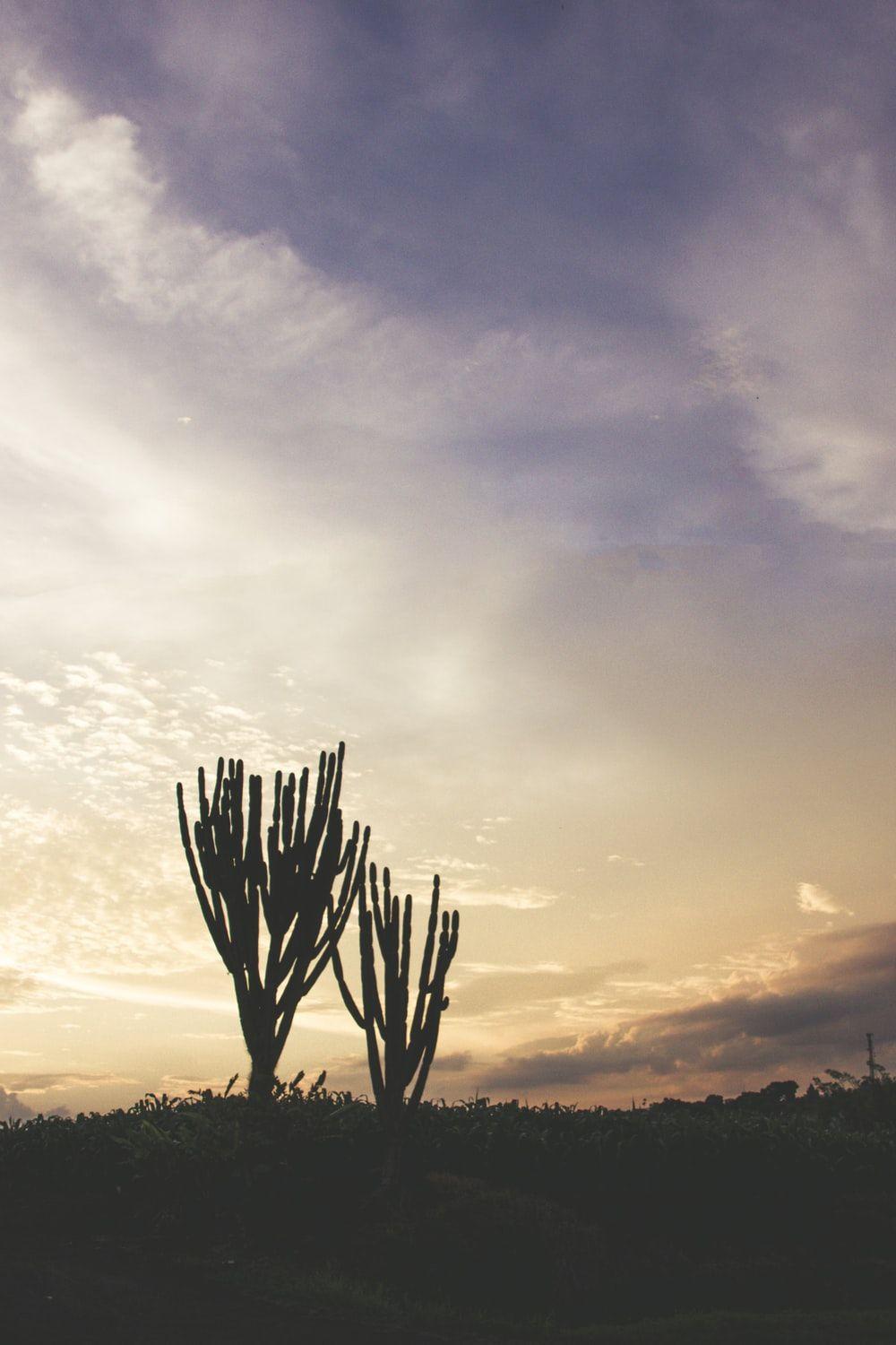 1000x1500 Best Desert Sky Picture [HD]. Download Free Image