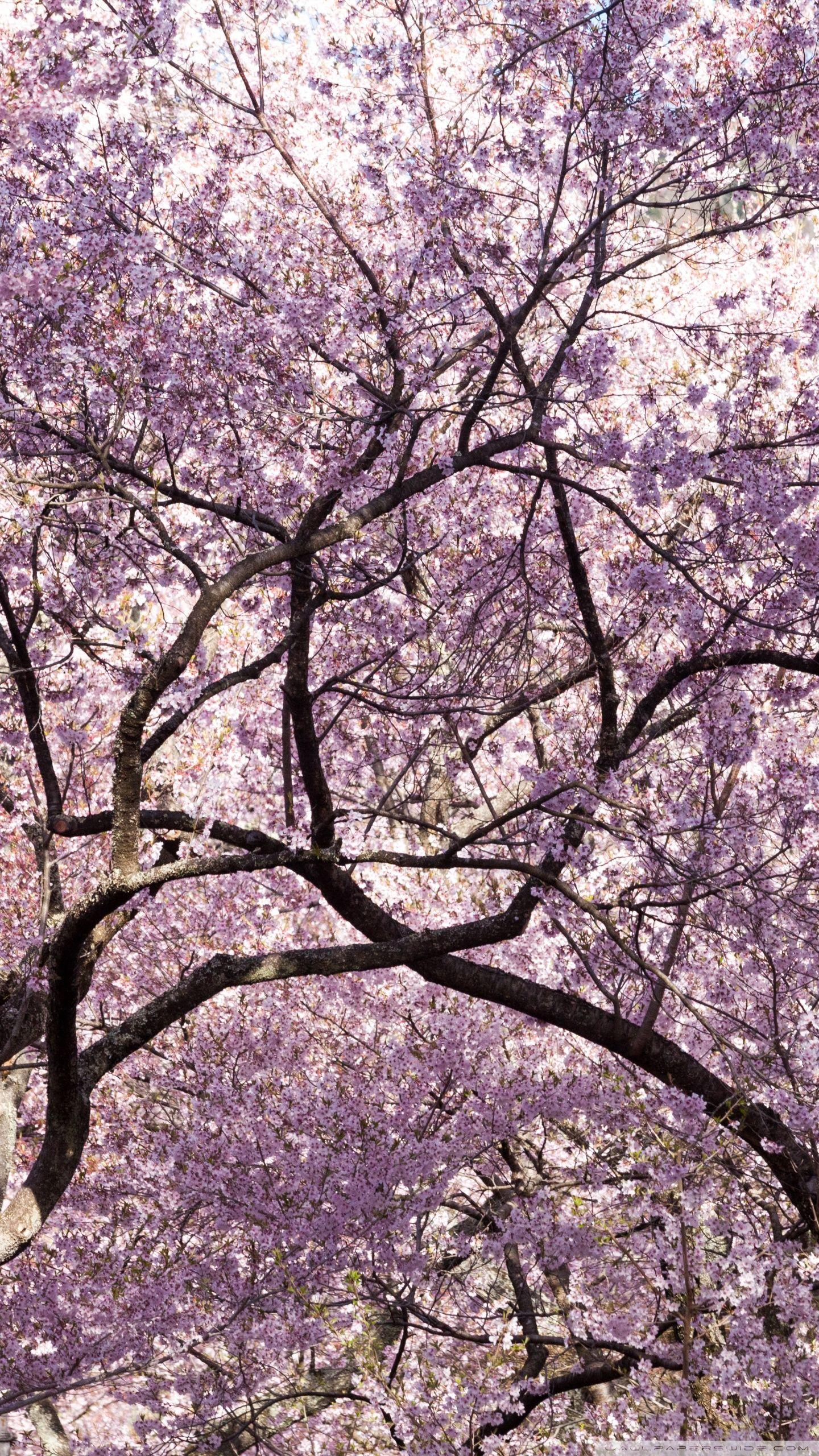 Aesthetic Cherry Blossoms Wallpaper
