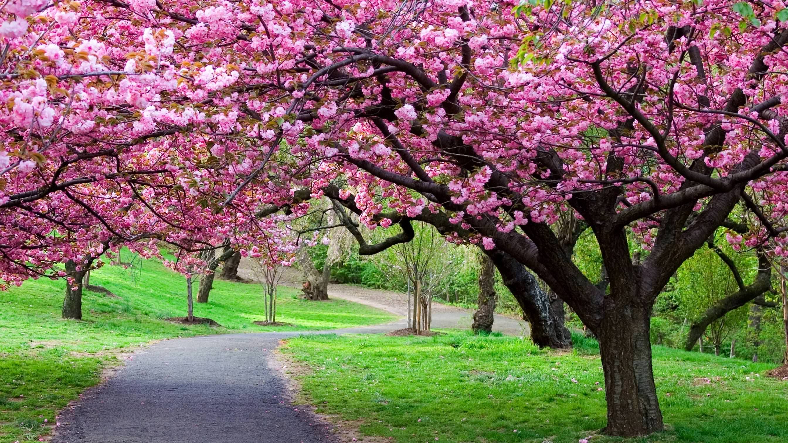 Blossom Tree Wallpapers Top Free Blossom Tree Backgrounds Blossom Tree Wallpapers Top Free Blossom Tree Backgrounds