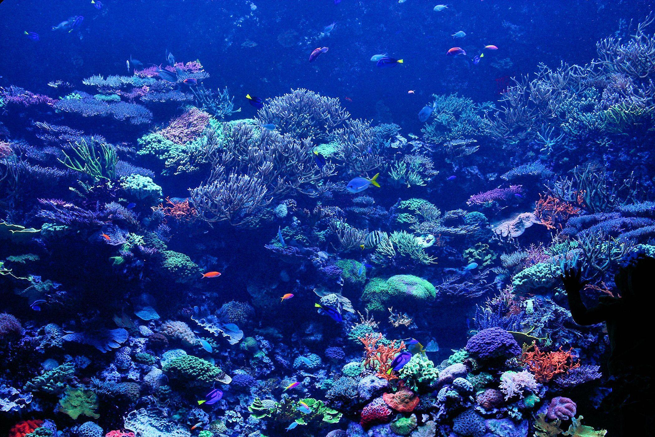 2100x1400 Beautiful Coral Reef Nature Wallpaper Desktop Background