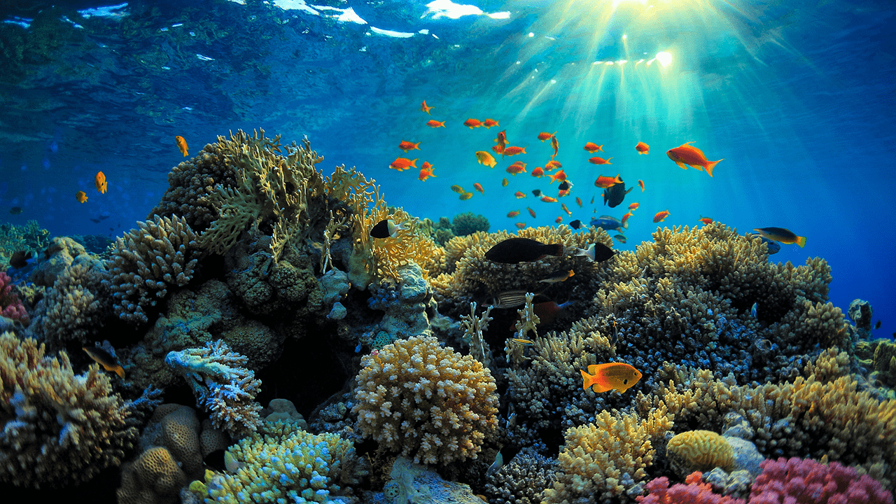 1280x720 Great Barrier Reef Best, HD Wallpaper & background