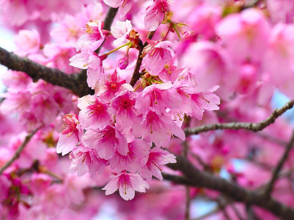 1024x768 Romantic Flowers: Cherry Blossom Flower