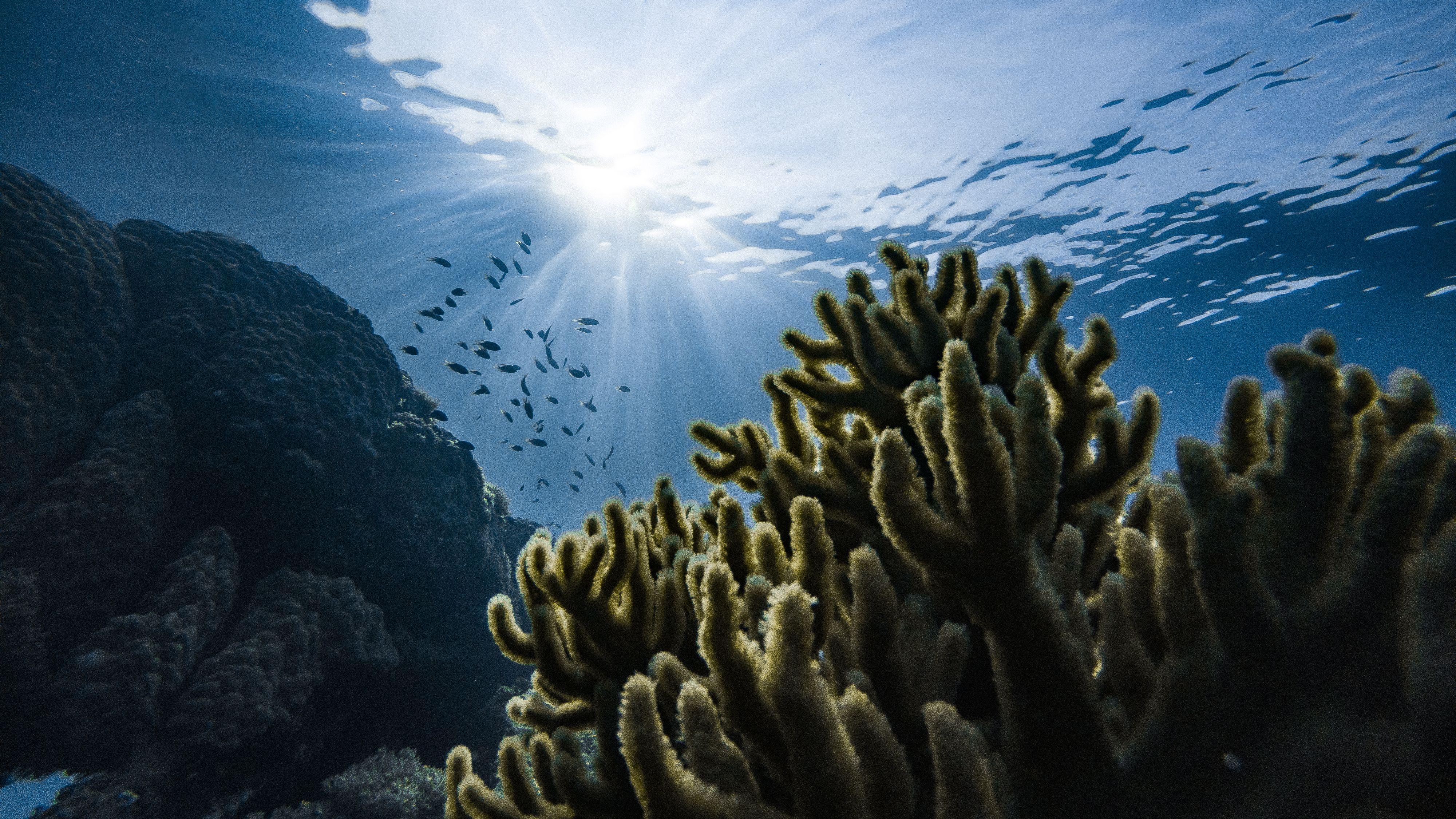 4000x2250 Reef Picture [HD]. Download Free Image