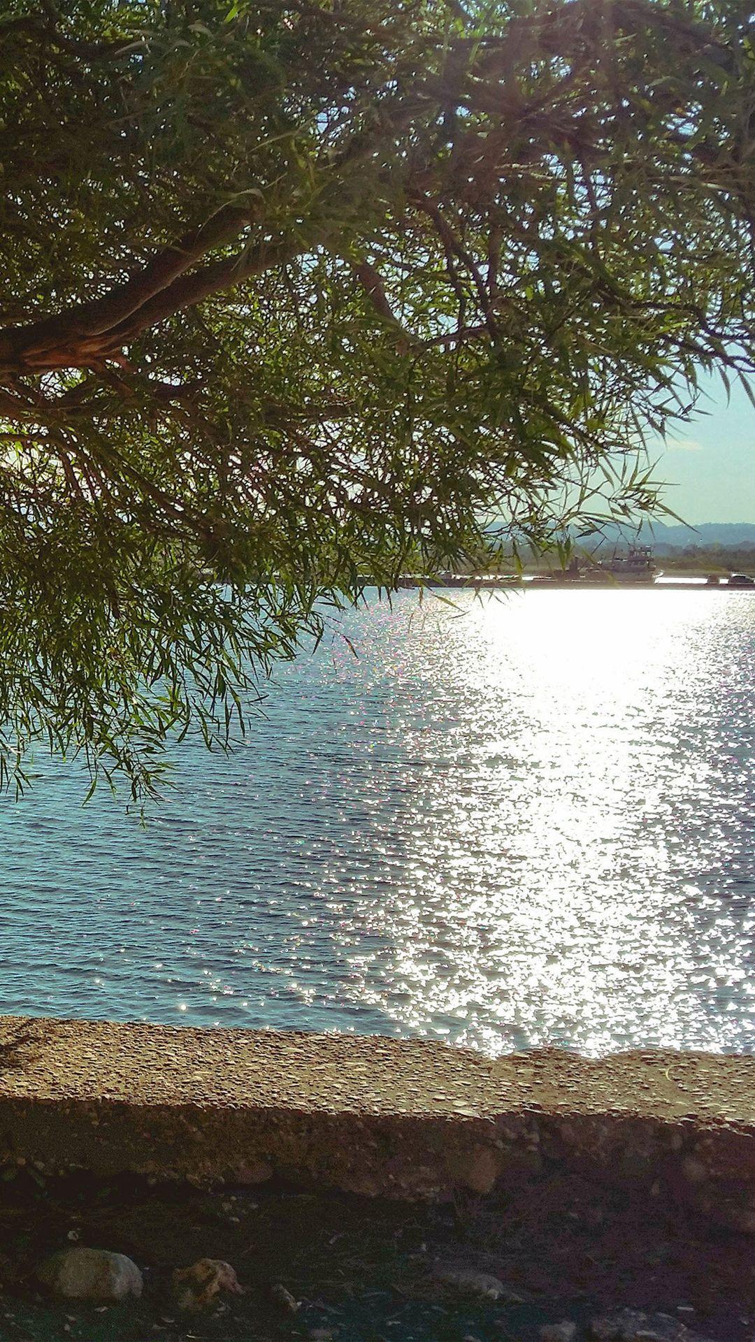 1080x1920 Summer Lake View Tree Sunshine Nature iPhone 8 Wallpaper