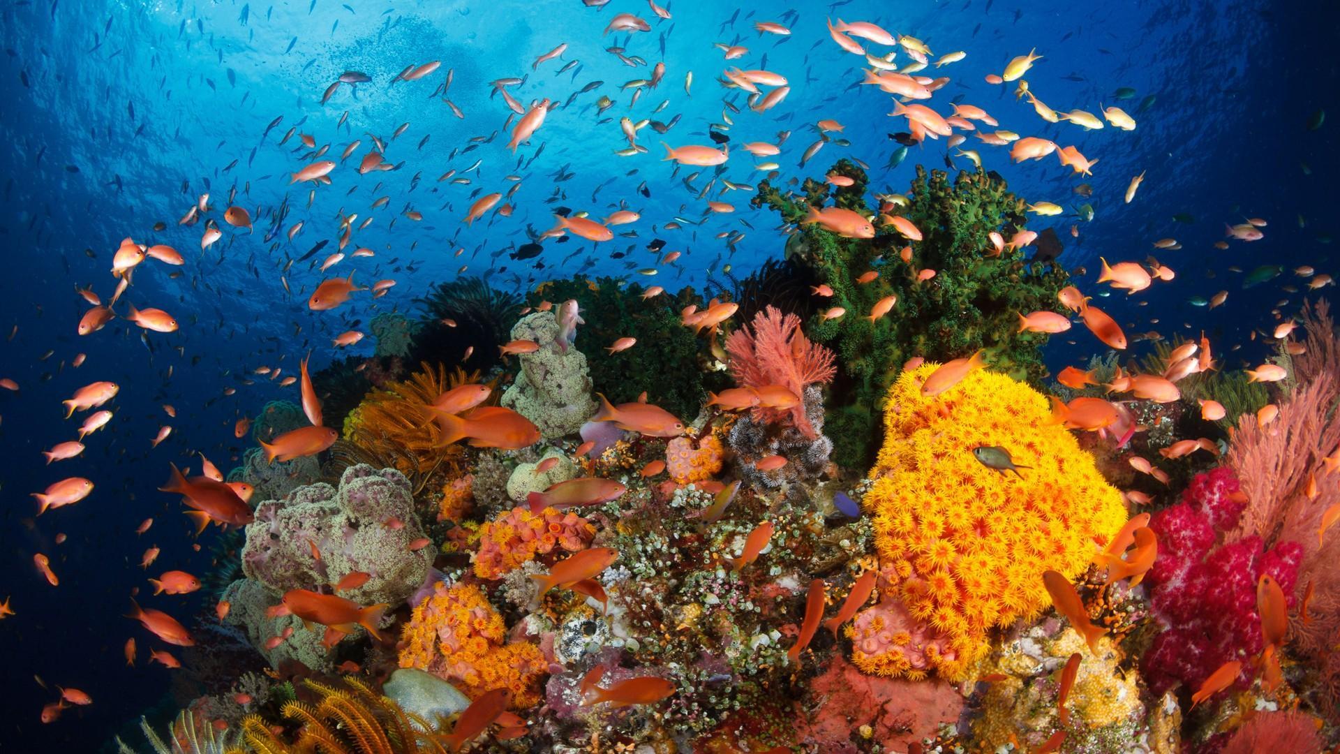 1920x1080 Coral Reef Wallpaper Barrier Reef Small