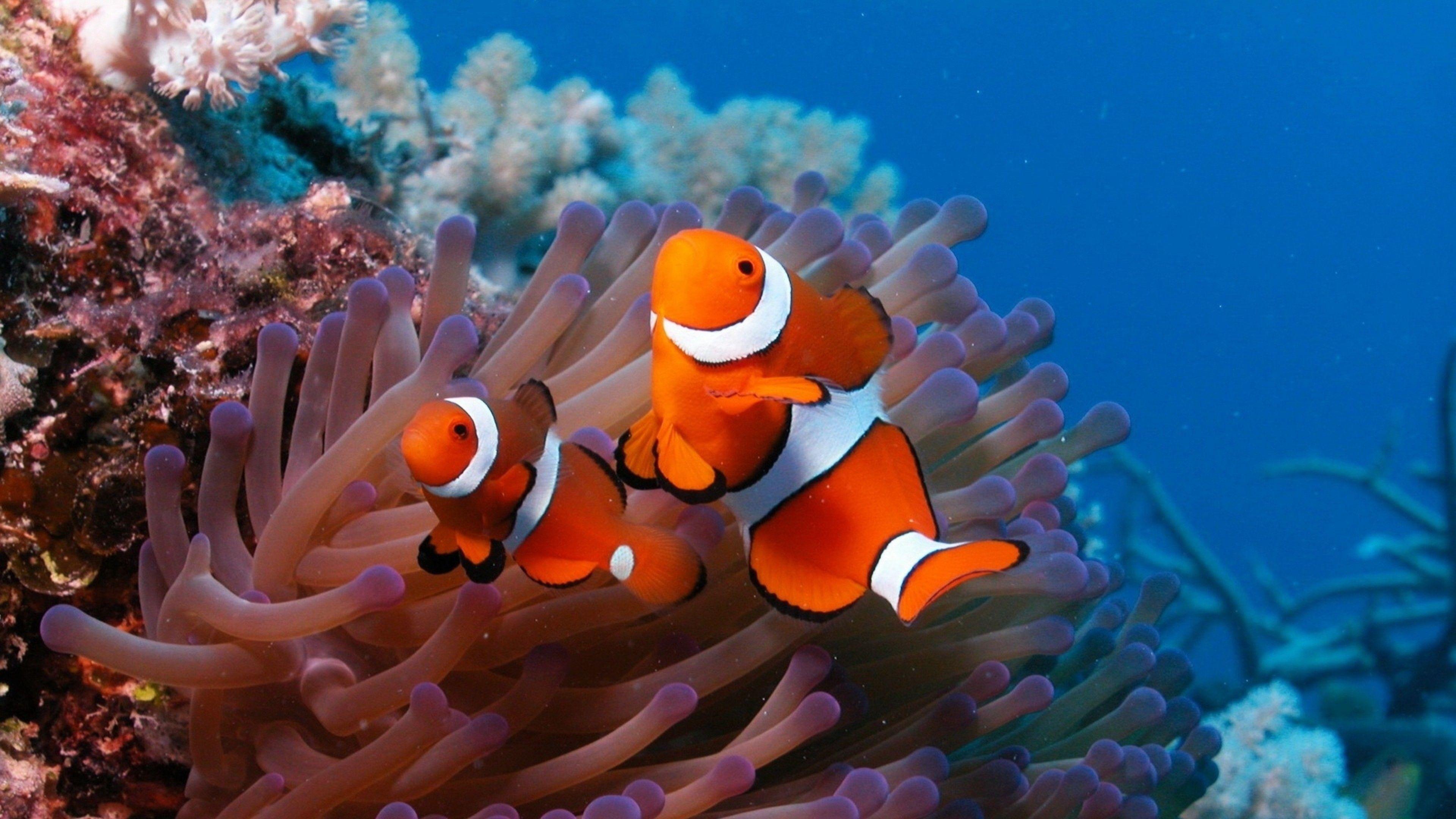 3840x2160 Coral Reef Wallpaper HD