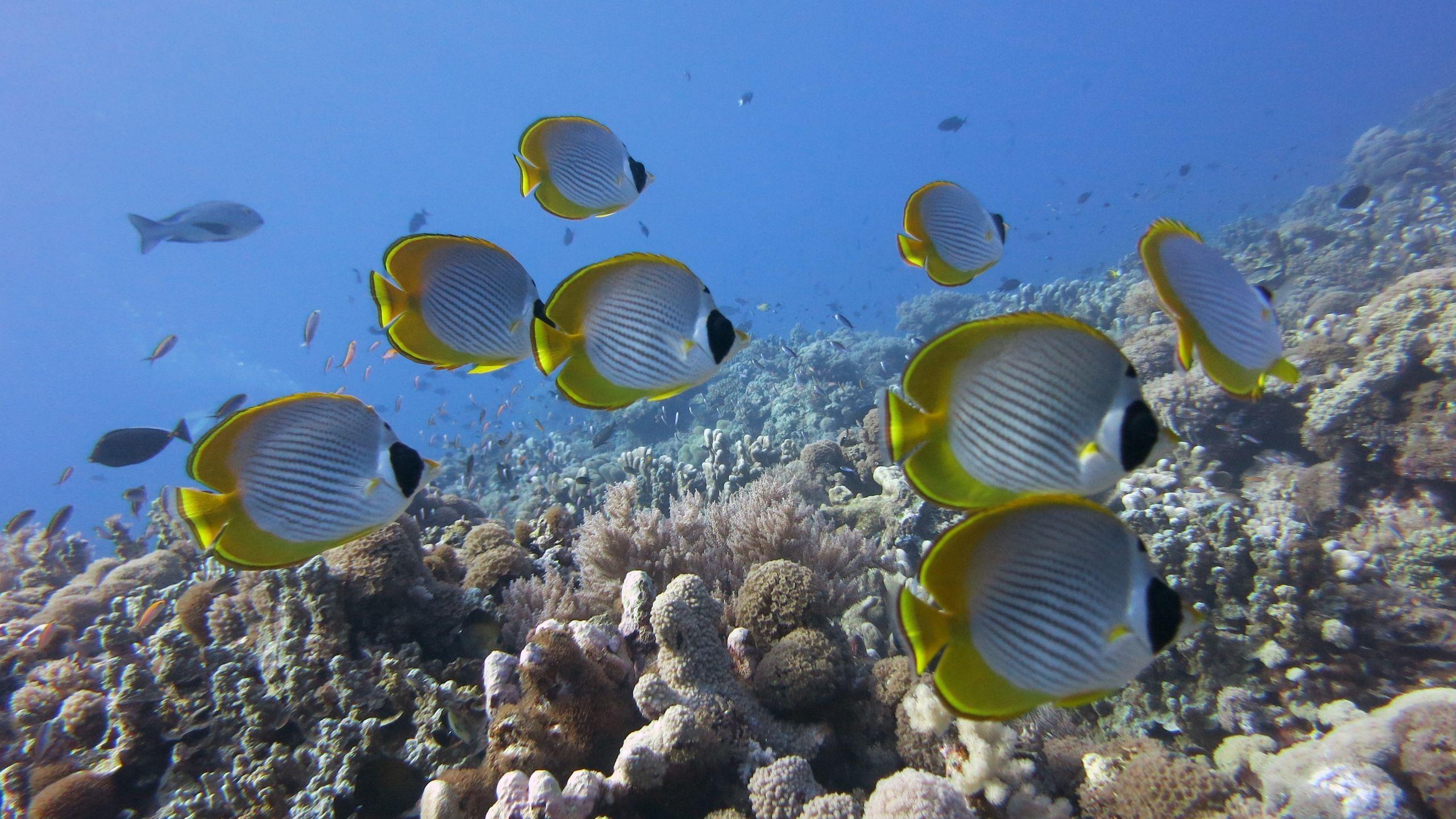 2560x1440 Download wallpaper 2560x1440 underwater, fish, butterflyfish