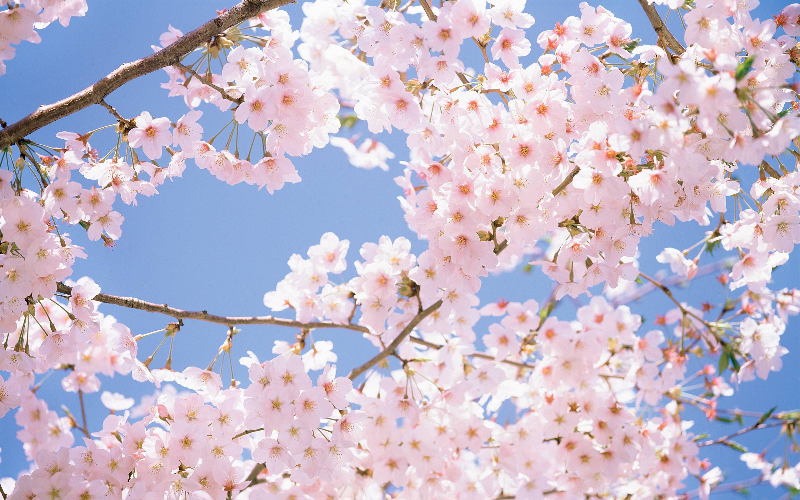 2560x1600 sakura blossom background.