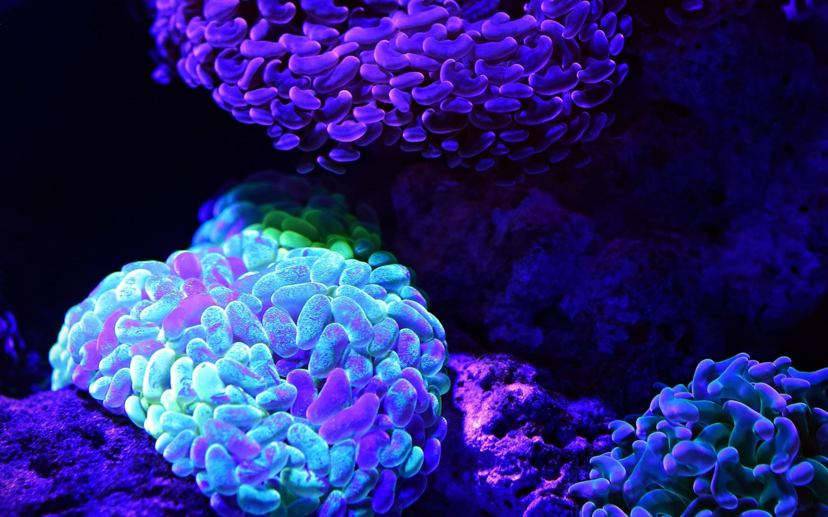 2880x1800 Download 2880x1800 Sea Anemone, Purple, Underwater, Coral