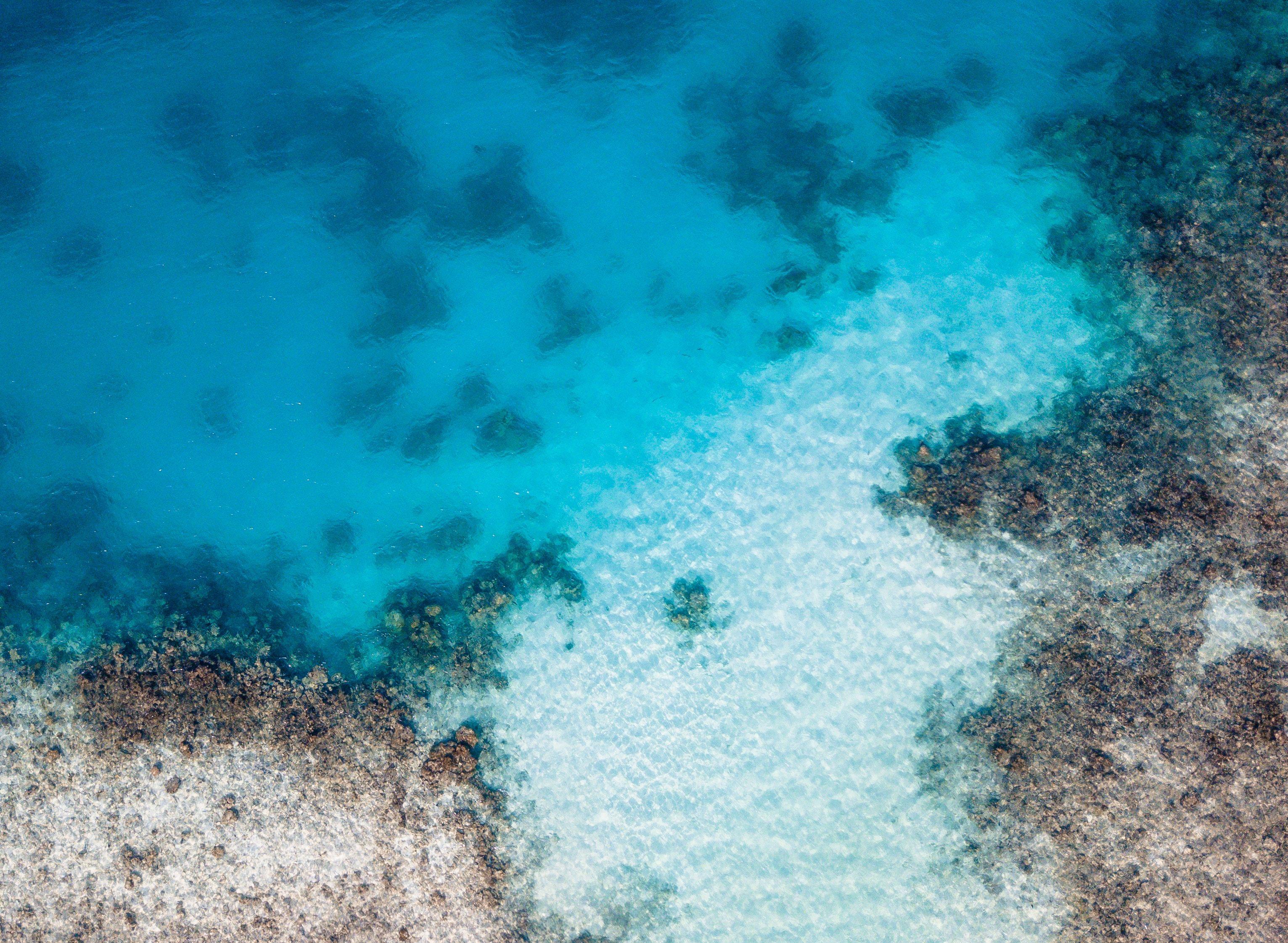 3063x2242 #hd wallpaper, #animal, #ocean, #underwater, #PNG