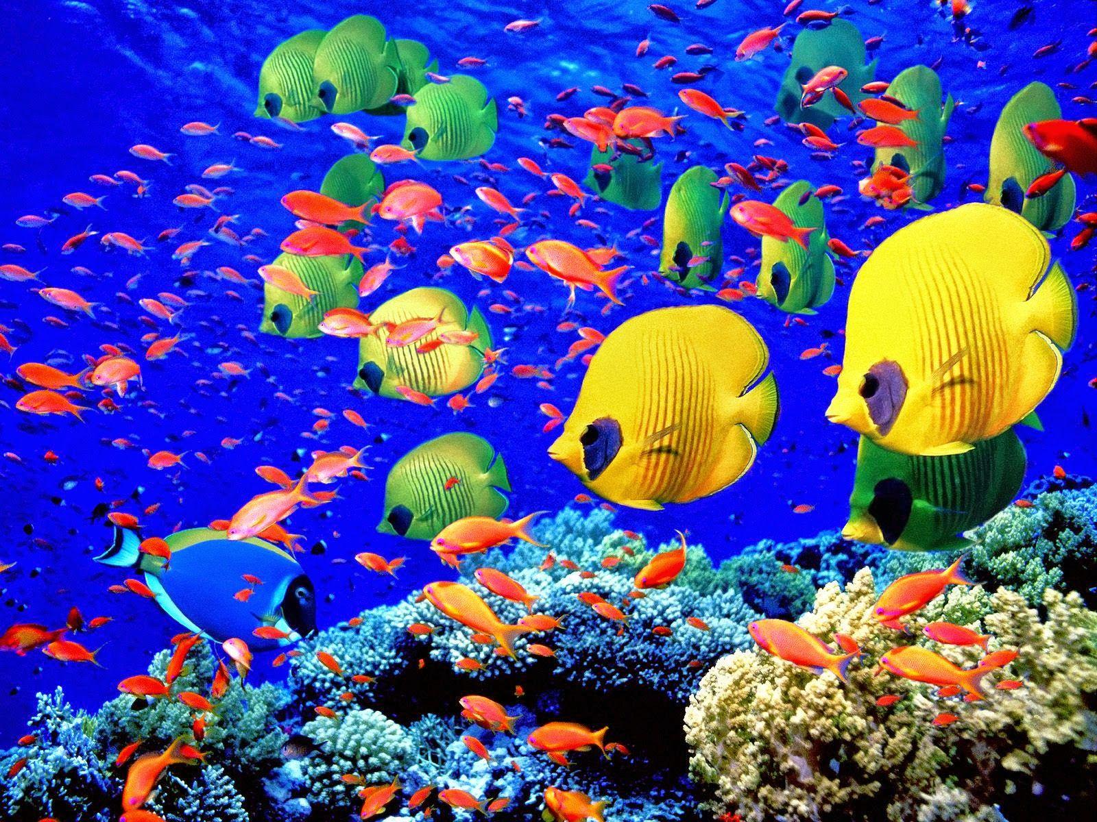 1600x1200 Coral Reef Fish