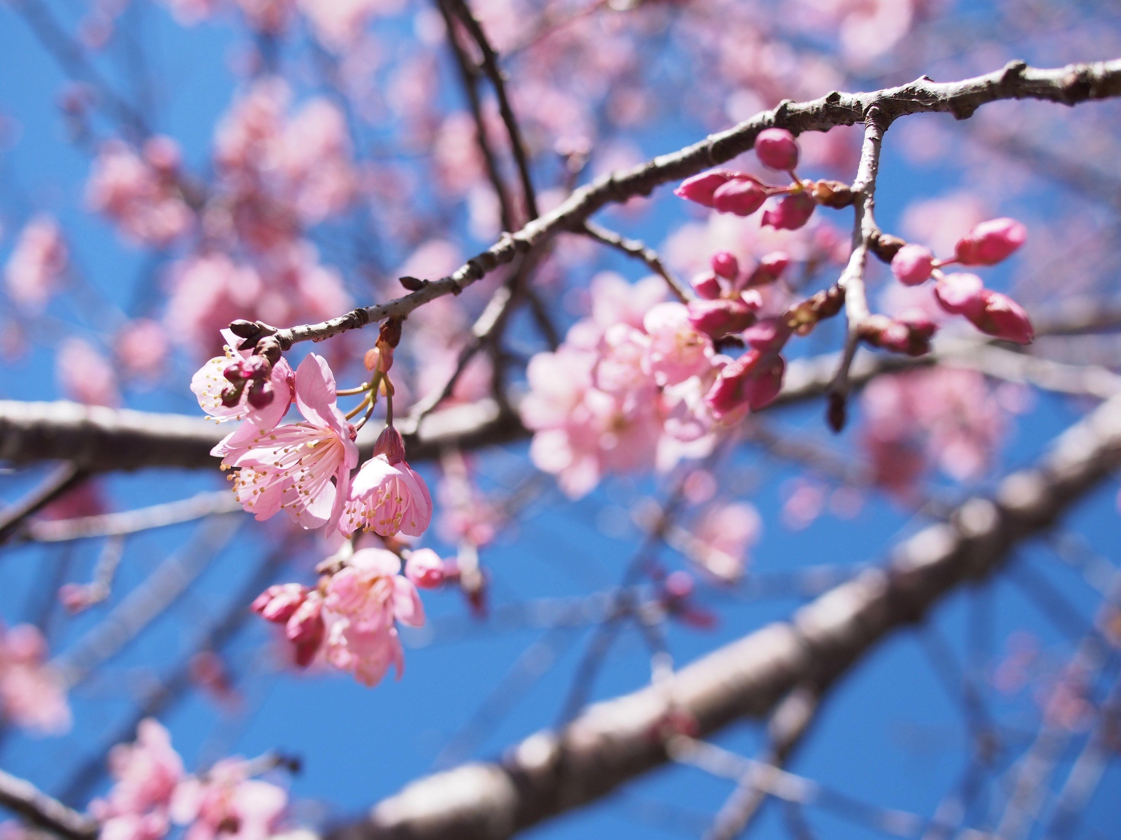 Pink Cherry Blossom Tree Wallpapers Top Free Pink Cherry