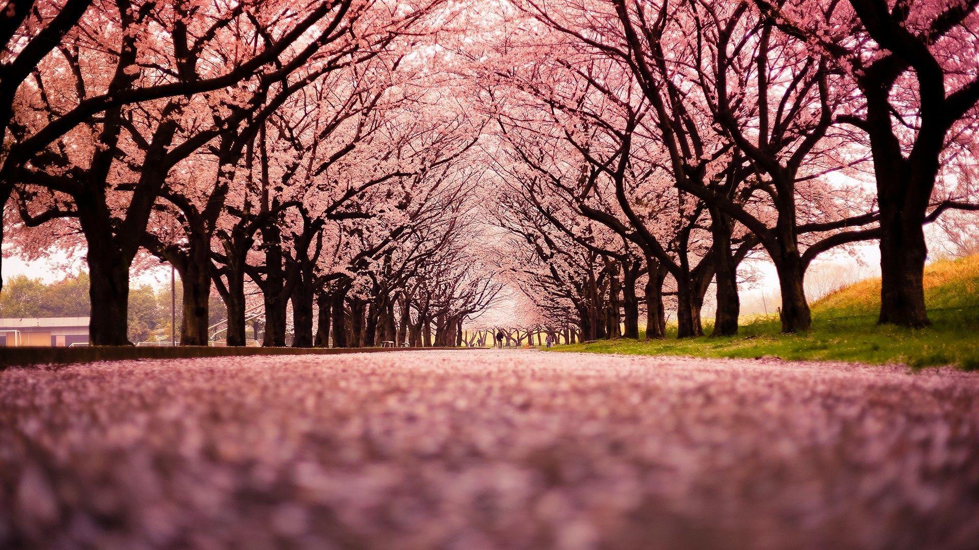 1920x1080 Cherry Blossom Tree Background
