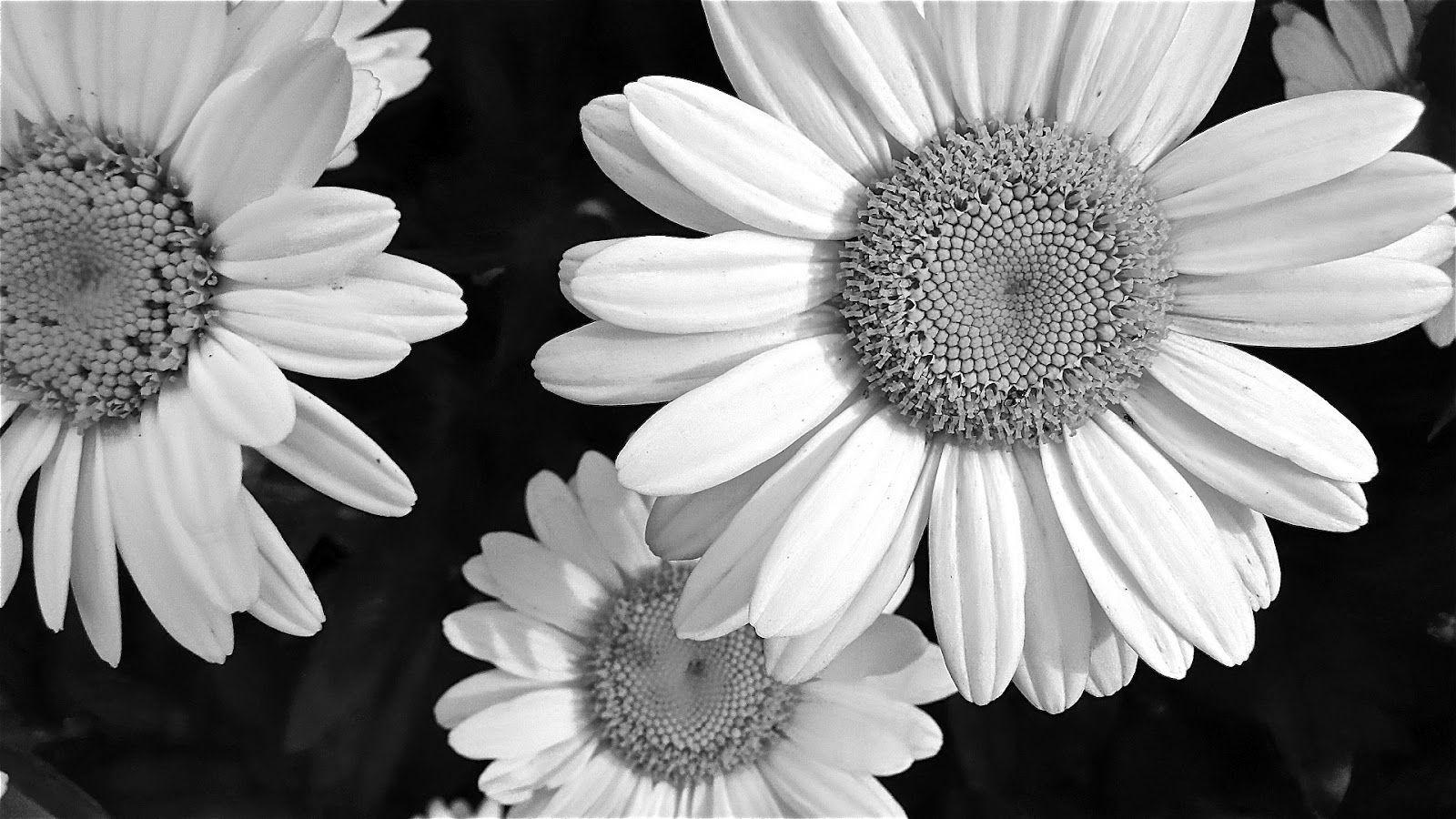 1600x900 Black and White Daisy Wallpaper