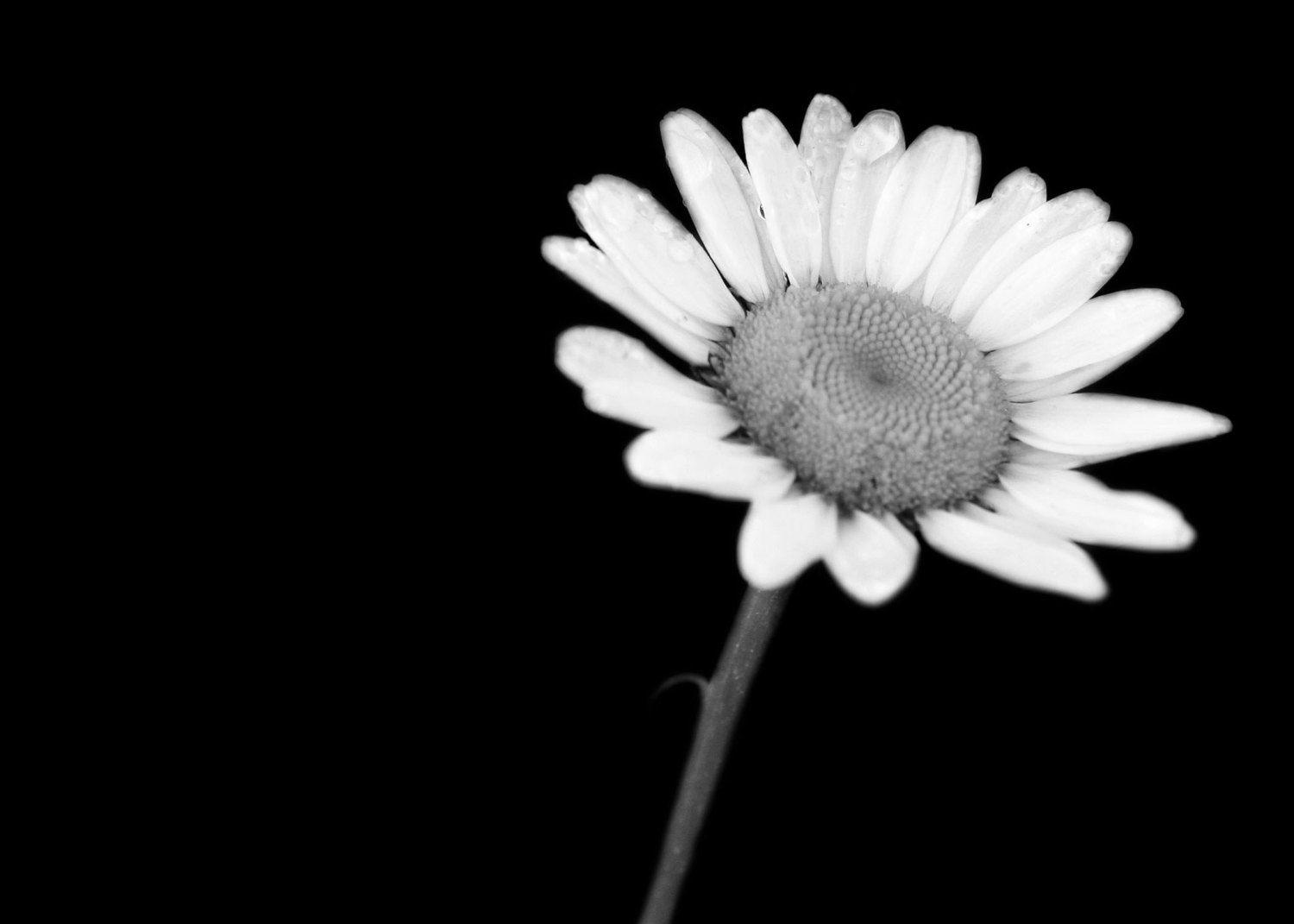 1500x1071 Free download Daisy Black And White 14581 HD Wallpaper
