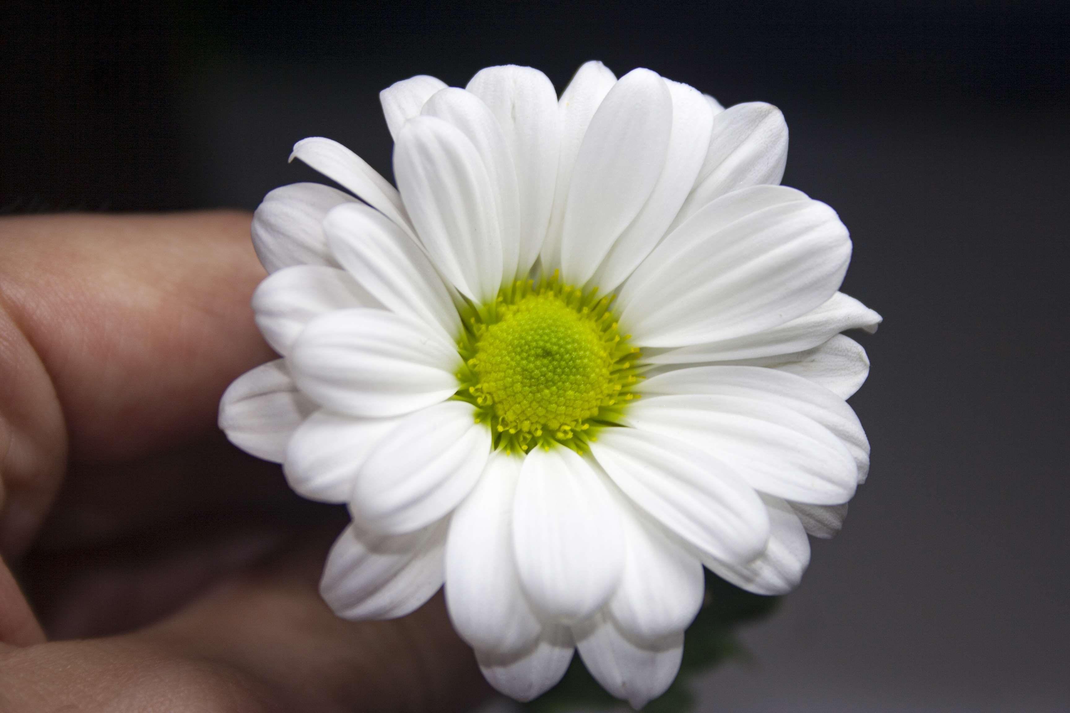3456x2304 black background, daisy, flower, green, hand, white