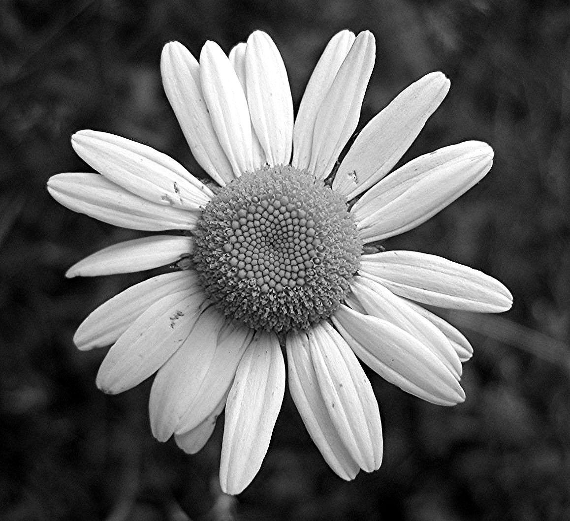 1158x1059 Free download Daisy Black And White 13092 HD Wallpaper